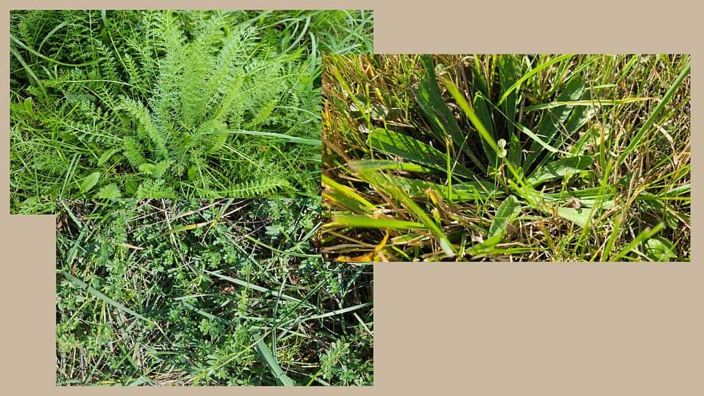 wildkräuter sammeln im herbst schafgarbenblätter spitzwegerich wiesenlabkraut