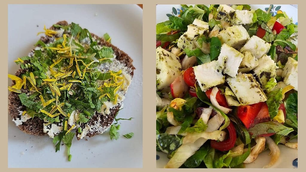 wildkräuter sammeln roggenbrot mit spitzwegerich und gelben blütenblättern und ein salat mit wildkräutern und tofu